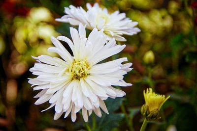 Close-up of white flower