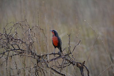 Bird perching on branch