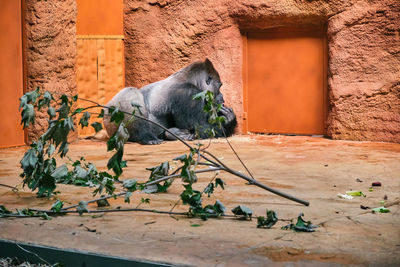 Close-up of monkey