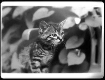 Portrait of cat