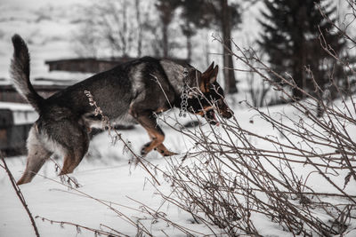 View of dog on snow covered land