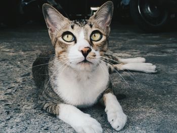 Close-up portrait of cat sitting on floor
