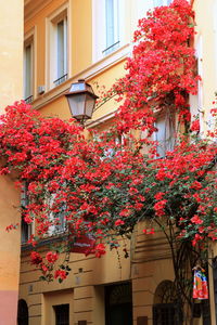 Low angle view of flowering plants by building