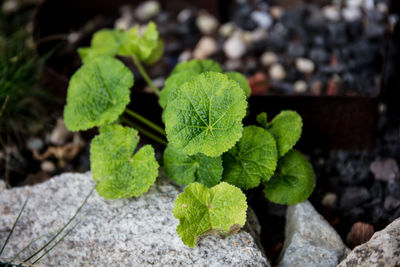 High angle view of plant growing on field