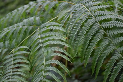 Close-up of fern leaves