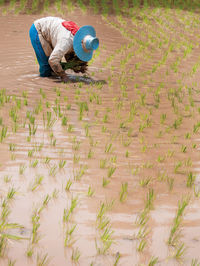 Rear view of woman working in farm