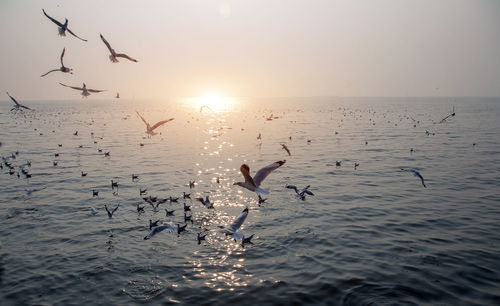 Seagulls flying over sea against sky during sunset