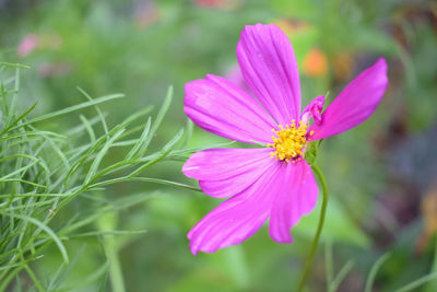 Close-up of pink cosmos flower