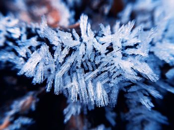 Close-up of frozen dry leaf on snow