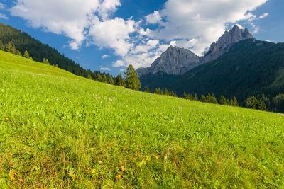 Scenic view of grassy field