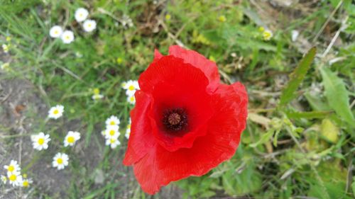 Close-up of red poppy blooming in field