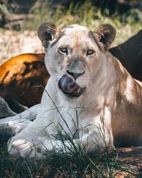 Portrait of lioness relaxing on field
