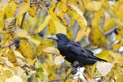 A raven crow sits in a walnut tree and steals nuts