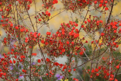 Kings park botanical gardens 