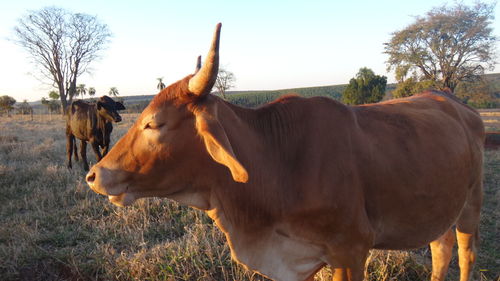 Close-up of cow standing on field against sky