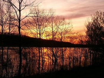 Reflection of bare trees in water at sunset