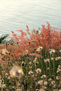 High angle view of flowering plants by lake