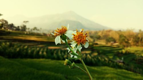 Close-up of yellow flowering plant on field