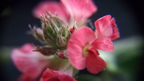 Close-up of flower blooming outdoors