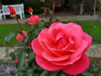 Close-up of pink rose
