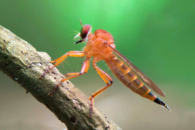 Close-up of insect on leaf