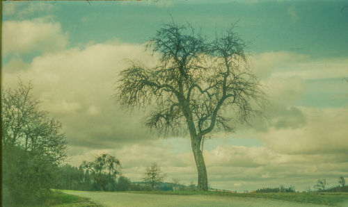 Trees on field against sky