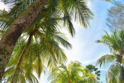 Low angle view of palm trees against sky