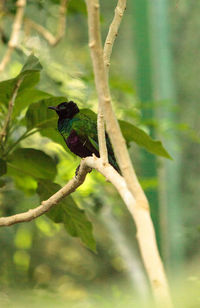 Close-up of bird perching on tree