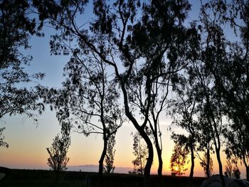 Silhouette of trees at sunset