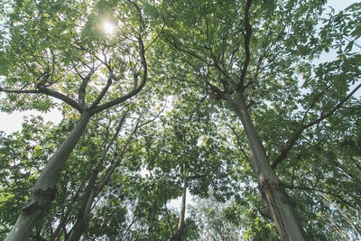 Low angle view of trees in forest