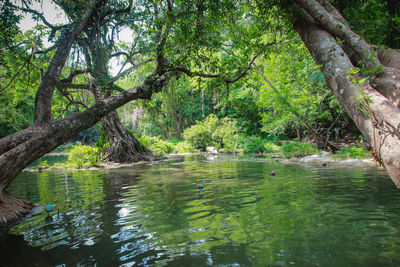 Scenic view of lake in forest