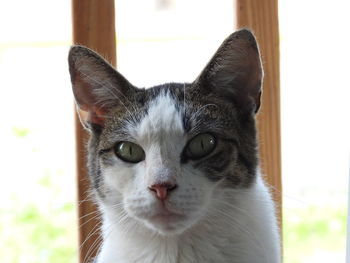 Close-up portrait of a cat