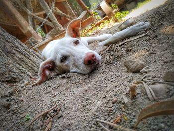 High angle view of an animal