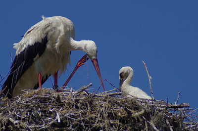 Low angle view of birds perching on blue sky