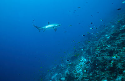 underwater