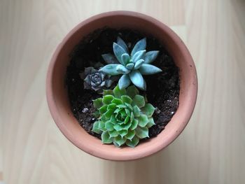 Directly above shot of succulent plant in pot