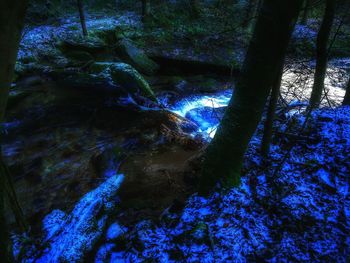 Low angle view of trees in forest