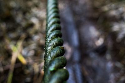 Close-up of ropes