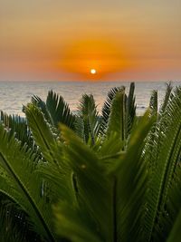 beauty in nature