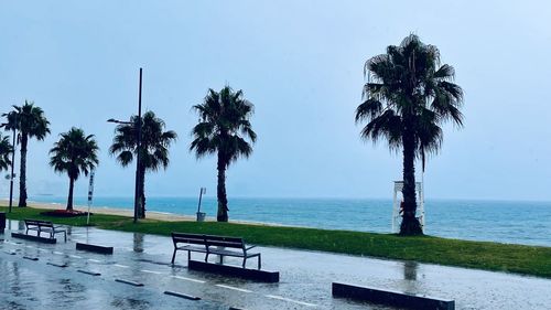 Palm trees by swimming pool against sky