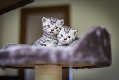 Portrait of cat relaxing at home