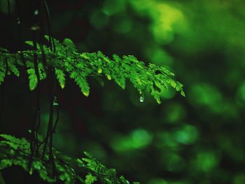 Close-up of raindrops on tree
