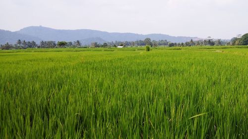 The view of green and cool rice fields is filled with rice plants that are still green and beautiful 