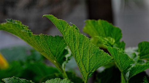 Close-up of fresh green plant