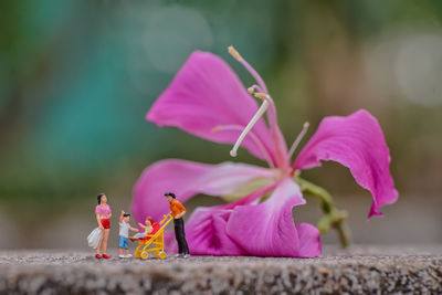 Close-up of pink flowering plant