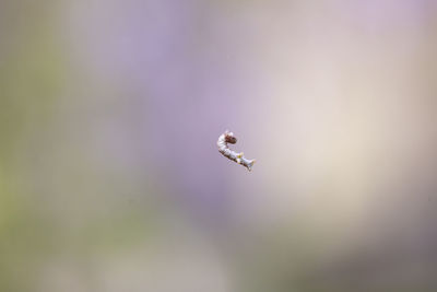 Close-up of insect flying