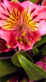 Close-up of pink flower