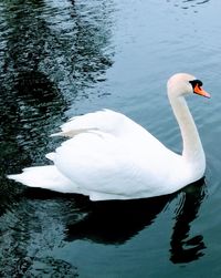 Swan floating on lake