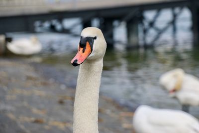 Close-up of swan swimming on lake