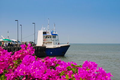 Pink flowering plants by sea against clear sky